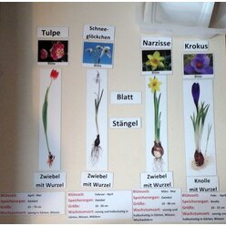 Fr�hbl�her in Box, magnetisches Set f�r die Tafel