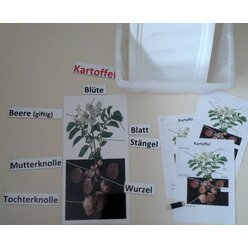 "Kartoffel" magnetisches Set f�r die Tafel