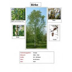 Lern- und Arbeitsteppich Set Laubb�ume, 4 verschiene B�ume