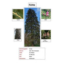 Lern- und Arbeitsteppich Set Nadelb�ume, 4 verschiedene B�ume